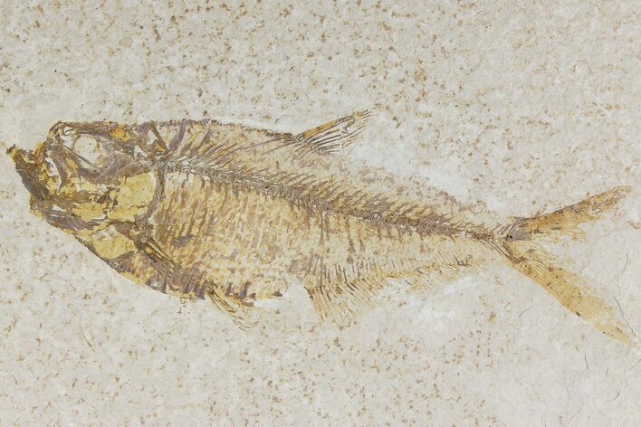 Bargain, Fossil Fish (Diplomystus) - Wyoming #177360